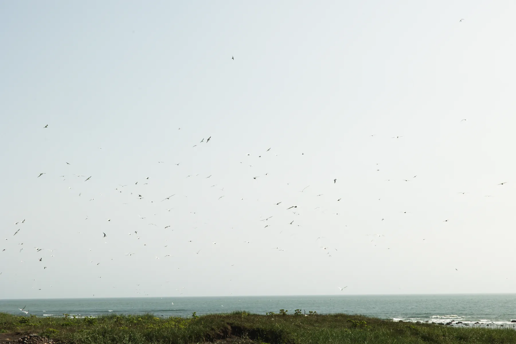 Arctic terns over the shore near Black Sand Hotel in June