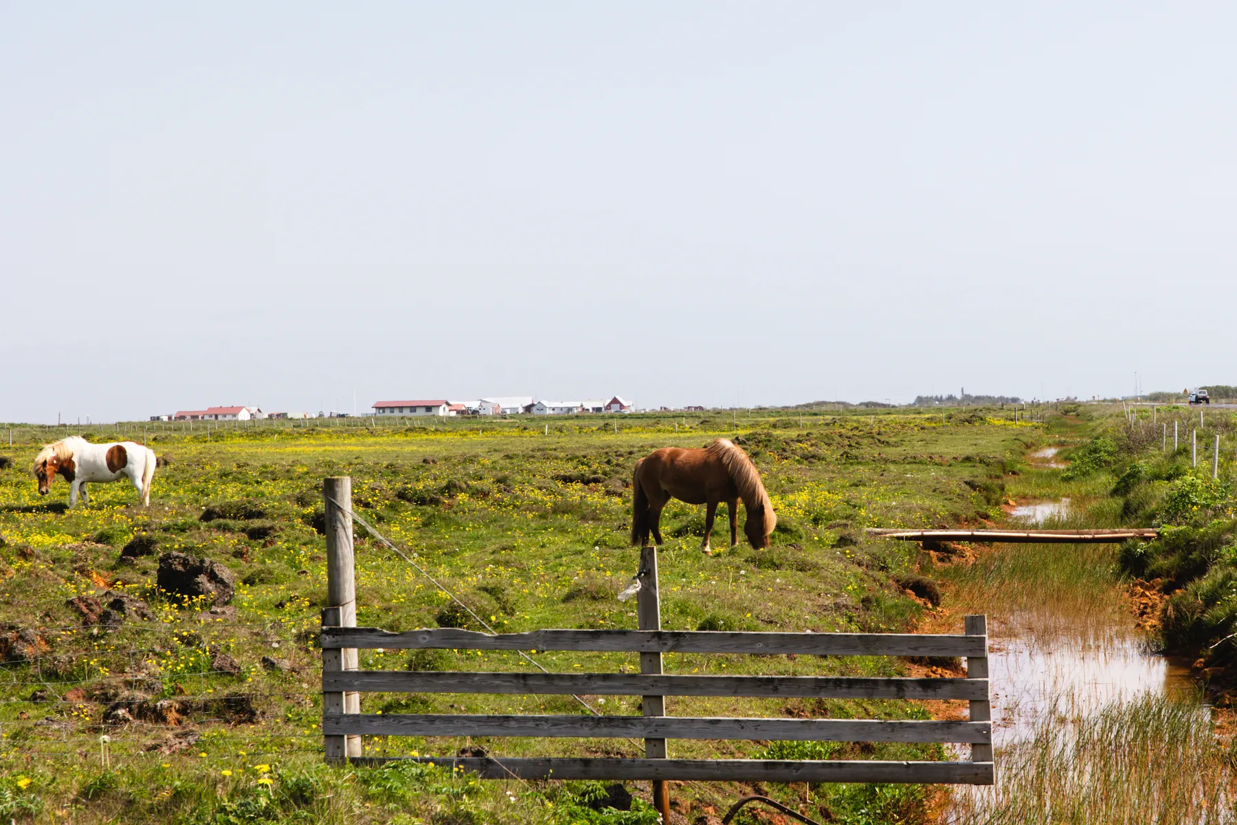 Icelandic horses grazing in a field near the coast in Ölfus